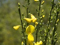 Spartium junceum 21, Spaanse brem, Saxifraga-Jan van der Straaten