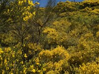 Spartium junceum 23, Spaanse brem, Saxifraga-Jan van der Straaten