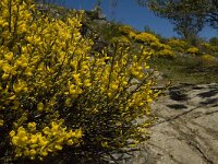 Spartium junceum 24, Spaanse brem, Saxifraga-Jan van der Straaten