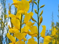 Spartium junceum 26, Spaanse brem, Saxifraga-Ed Stikvoort