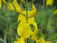 Spartium junceum 27, Spaanse brem, Saxifraga-Ed Stikvoort