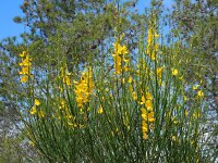 Spartium junceum 29, Spaanse brem, Saxifraga-Ed Stikvoort