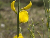 Spartium junceum 3, Spaanse brem, Saxifraga-Jan van der Straaten