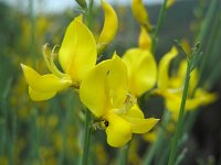 Spartium junceum 30, Spaanse brem, Saxifraga-Ed Stikvoort