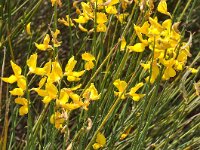Spartium junceum 33, Spaanse brem, Saxifraga-Harry Jans