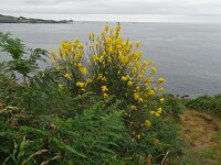 Spartium junceum 37, Spaanse brem, Saxifraga-Hans Grotenhuis