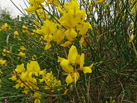 Spartium junceum 39, Spaanse brem, Saxifraga-Hans Grotenhuis