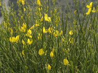 Spartium junceum 4, Spaanse brem, Saxifraga-Jan van der Straaten