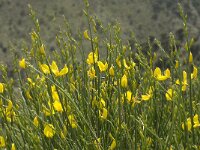 Spartium junceum 5, Spaanse brem, Saxifraga-Jan van der Straaten