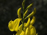 Spartium junceum 7, Spaanse brem, Saxifraga-Willem van Kruijsbergen