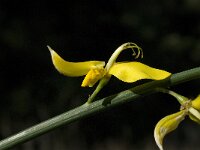 Spartium junceum 8, Spaanse brem, Saxifraga-Jan van der Straaten