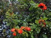 Spathodea campanulata 2, Saxifraga-Ed Stikvoort