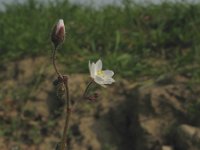 Spergula arvensis 1, Gewone spurrie, Saxifraga-Rutger Barendse