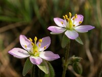 Spergularia media 10, Gerande schijnspurrie, Saxifraga-Ed Stikvoort