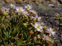 Spergularia media 16, Gerande schijnspurrie, Saxifraga-Ed Stikvoort