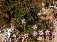 Spergularia media 17, Gerande schijnspurrie, Saxifraga-Peter Meininger