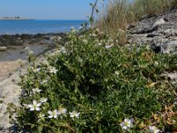 Spergularia media 18, Gerande schijnspurrie, Saxifraga-Ed Stikvoort