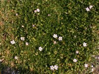 Spergularia media 2, Gerande schijnspurrie, Saxifraga-Peter Meininger