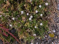 Spergularia media 3, Gerande schijnspurrie, Saxifraga-Peter Meininger