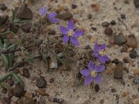 Spergularia media 4, Gerande schijnspurrie, Saxifraga-Willem van Kruijsbergen