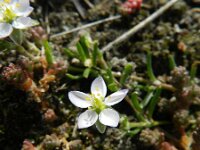 Spergularia media 5, Gerande schijnspurrie, Saxifraga-Rutger Barendse