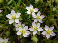 Spergularia media 6, Gerande schijnspurrie, Saxifraga-Ed Stikvoort
