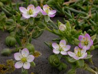 Spergularia media 8, Gerande schijnspurrie, Saxifraga-Ed Stikvoort