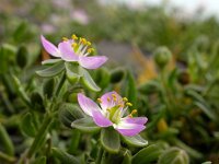 Spergularia media 9, Gerande schijnspurrie, Saxifraga-Ed Stikvoort