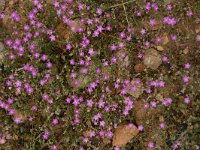 Spergularia purpurea 1, Saxifraga-Dirk Hilbers