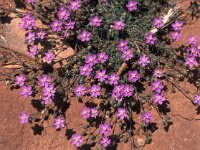 Spergularia purpurea 2, Saxifraga-Jan van der Straaten