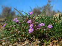 Spergularia purpurea 3, Saxifraga-Ed Stikvoort