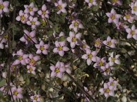 Spergularia rubra 10, Rode schijnspurrie, Saxifraga-Jan van der Straaten.tif