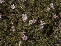 Spergularia rubra 11, Rode schijnspurrie, Saxifraga-Jan van der Straaten