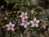 Spergularia rubra 14, Rode schijnspurrie, Saxifraga-Willem van Kruijsbergen