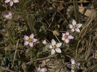 Spergularia rubra 15, Rode schijnspurrie, Saxifraga-Jan van der Straaten