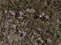 Spergularia rubra 16, Rode schijnspurrie, Saxifraga-Willem van Kruijsbergen