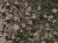 Spergularia rubra 17, Rode schijnspurrie, Saxifraga-Willem van Kruijsbergen
