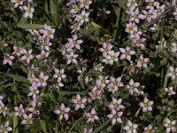 Spergularia rubra 18, Rode schijnspurrie, Saxifraga-Willem van Kruijsbergen