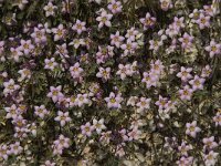 Spergularia rubra 19, Rode schijnspurrie, Saxifraga-Willem van Kruijsbergen