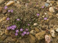 Spergularia rubra 2, Rode schijnspurrie, Saxifraga-Jan van der Straaten