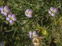 Spergularia rubra 20, Rode schijnspurrie, Saxifraga-Jan van der Straaten