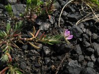 Spergularia rubra 21, Rode schijnspurrie, Saxifraga-Rutger Barendse