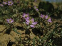 Spergularia rubra 22, Rode schijnspurrie, Saxifraga-Rutger Barendse