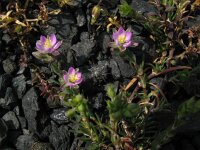 Spergularia rubra 23, Rode schijnspurrie, Saxifraga-Rutger Barendse