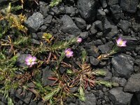 Spergularia rubra 24, Rode schijnspurrie, Saxifraga-Rutger Barendse