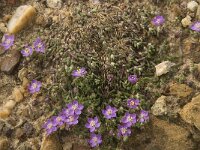 Spergularia rubra 25, Rode schijnspurrie, Saxifraga-Willem van Kruijsbergen