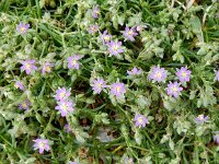 Spergularia rubra 26, Rode schijnspurrie, Saxifraga-Peter Meininger