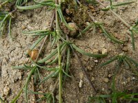 Spergularia rubra 27, Rode schijnspurrie, Saxifraga-Rutger Barendse