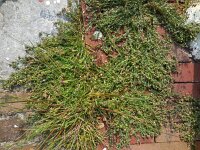 Spergularia rubra 28, Rode schijnspurrie, Saxifraga-Ed Stikvoort