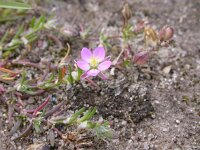 Spergularia rubra 3, Rode schijnspurrie, Saxifraga-Peter Meininger